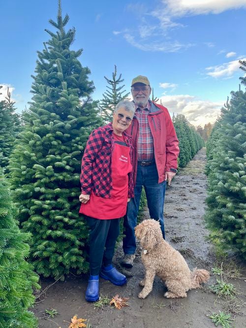 Oregon Christmas Tree Farm Bob and Lynn Schutte of Northern Lights Christmas Tree Farm in Lane County’s Pleasant Hill have 162 acres, with half of their land planted in Christmas trees. They bought the farmland in 1986 and had their first tree harvest in 1994. Golden doodle Chester