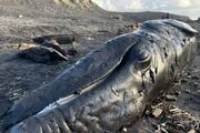 A dead baby gray whale lies on the beach at Oregon's Fort Stevens State Park in January 2023. It was the third whale to wash up on Oregon's coast this winter. Researchers from Oregon State University now have an answer as to why so many whales have been dying in recent years.