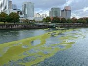 Long, squiggly bands of green slime coated parts of the Willamette River near Portland on Monday, October 16, 2023, sending water quality regulators scrambling for answers.