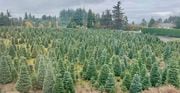 “Each tree has its own personalty,” said Anna Zerkel of the five-acre Little Z Christmas Tree Farm in West Linn, which has 10,000 trees that take years to shape and mature.
