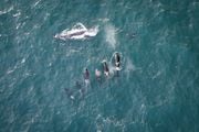 On Monday, May 8, 2023, whale watchers along the Oregon coast spotted a rare site: a pod of orcas appearing to hunt prey together in an organized group. The scene was captured hunting in the waters near Devil’s Punchbowl on the central Oregon coast.