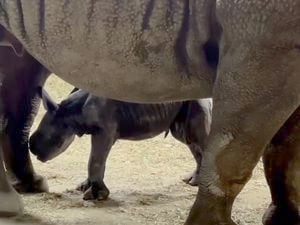 Critically endangered baby rhino born at the Oregon Zoo