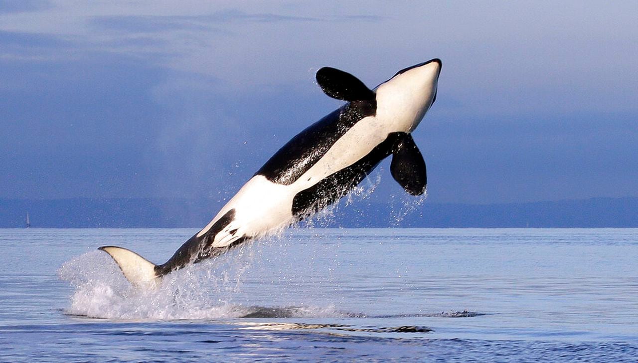 A black and white orca jumping out of the water