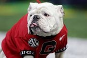 INDIANAPOLIS, INDIANA - JANUARY 10: Georgia Bulldogs mascot Uga X sits on the sidelines in the second quarter of the game against the Alabama Crimson Tide during the 2022 CFP National Championship Game at Lucas Oil Stadium on January 10, 2022 in Indianapolis, Indiana. (Photo by Carmen Mandato/Getty Images)