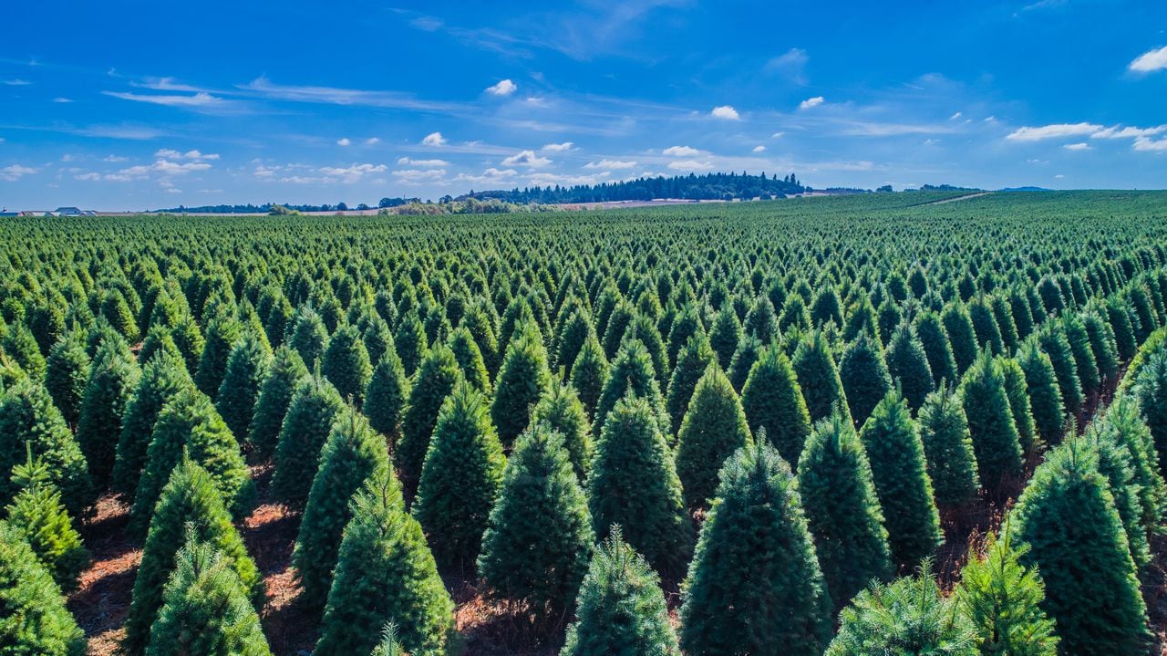 Oregon Christmas Tree Farm Holiday Tree Farms in Corvallis, established in 1955 and managed by the third generation, wholesales premium Douglas Fir, Grand Fir, Scotch Pine, Nordmann Fir and Noble Fir Christmas trees