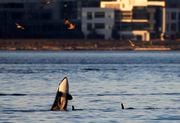 In this photo provided by wildlife photographer Jamie Kinney, orca whales swim in Elliott Bay on Thursday, Oct. 12, 2023, in Seattle. Kinney and many others are able to see whales thanks to a WhatsApp group chat created by Kersti Muul that alerts people to when the whales are in the area.