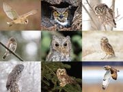 Owls of Oregon. 
