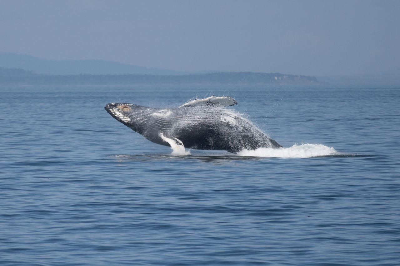 A humpback whale leaps out of the water